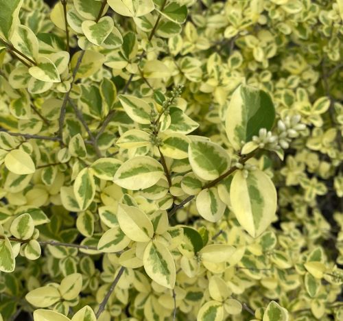 楽天市場】希少品 タビビトノキノタネ ミニボトル入 石垣島産の旅人の