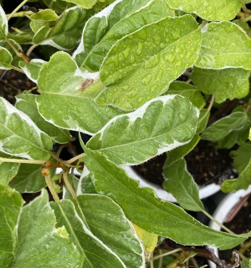 楽天市場】大実サルナシ（オオミサルナシ） 8号鉢植え 苗木(f04