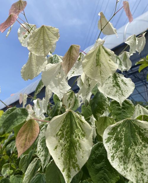 楽天市場】【5寸鉢植え】斑入り葉オオハマボウ（ユウナ） 苗