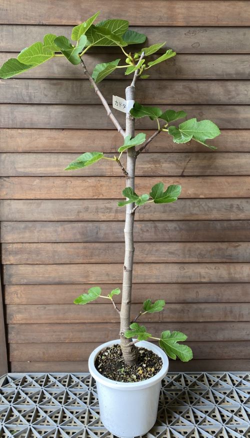 seikosj　いちじく苗木 いちじく 苗木 【5寸鉢植え】イチジク シュガーイチジク 無花果