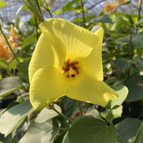 楽天市場】矮性オオハマボウ（ユウナ）5寸鉢植え 苗 苗木 : 日本花卉