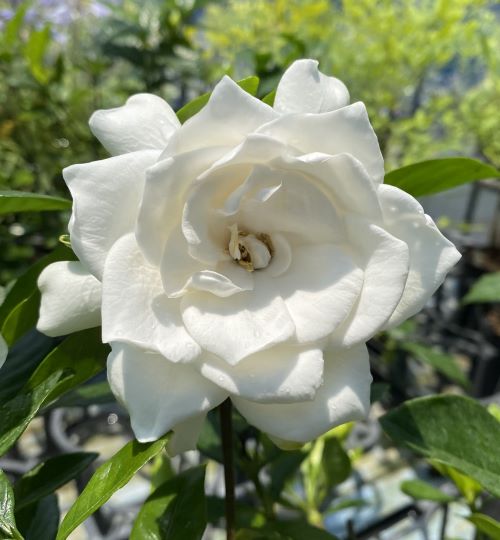 楽天市場】【5寸鉢植え】 ホワイトローズピカケ （一重咲き