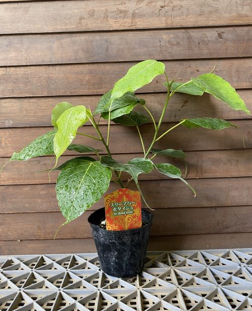 楽天市場】【鉢植え】オオハマボウ（ユウナ） 苗 苗木 : 日本花卉