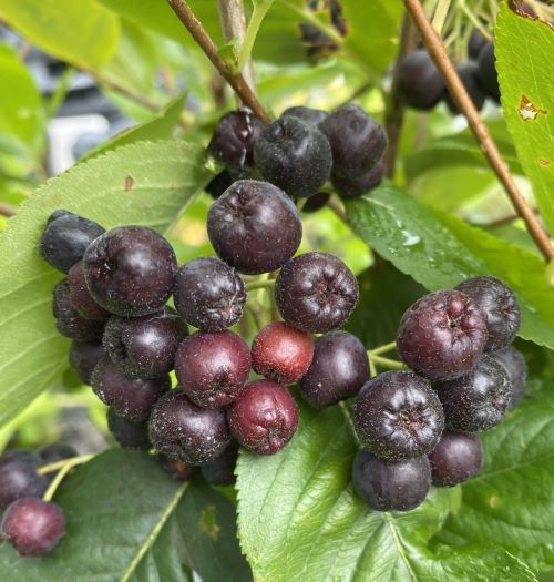 アロニア ネロ(ブラックチョコベリー)果樹苗木　希少ベリーの木 宅急便 アロニア ネロ(ブラックチョコベリー)果樹苗木 希少ベリーの木