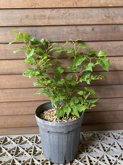 楽天市場】スリーマハボダイジュ（4寸ポット植え）インドボダイジュ