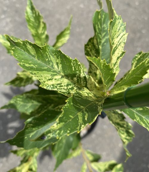 斑入り葉ミズナラ　北川錦　６寸鉢植え