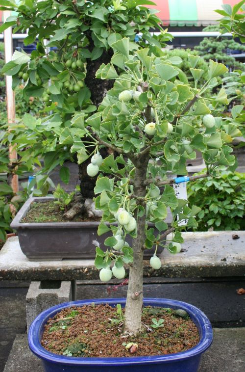 楽天市場】イチョウ 【小葉】 接木 3.5号ポット苗 : 苗木部 by 花