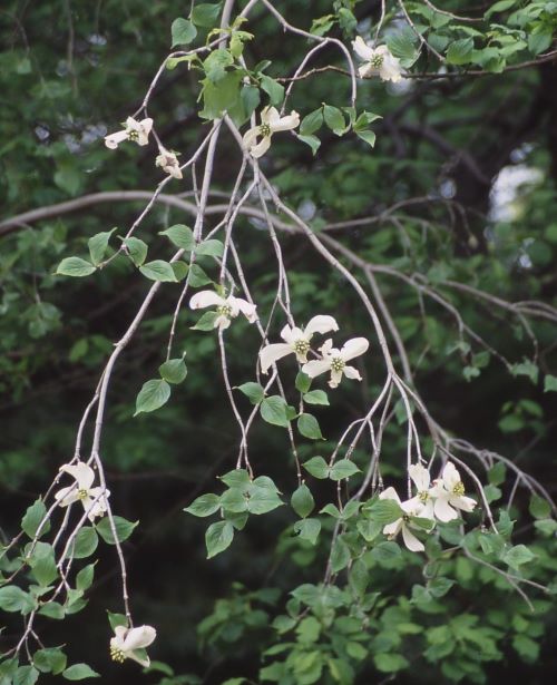 楽天市場】【現品】花水木（ハナミズキ）チェロキーチーフ 1.5m 41980