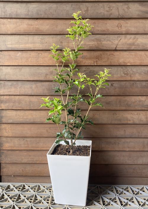 楽天市場】【イチイ属】黄金伽羅木5号Lポット(オウゴンキャラボク