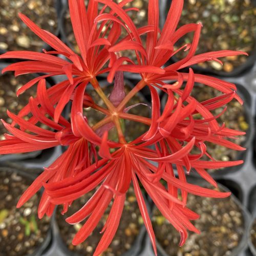 楽天市場】2023年10月開花 彼岸花 鉢植え リコリス 曼珠沙華