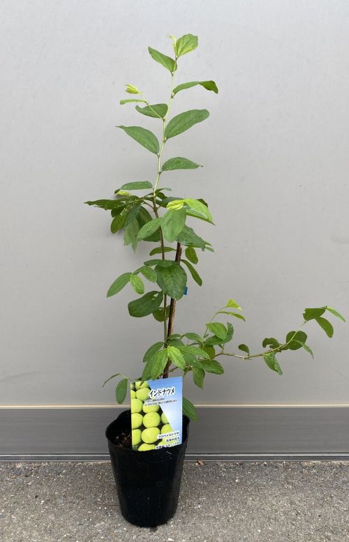 インドナツメ 大苗　接木　A imgrc0086998573.jpg