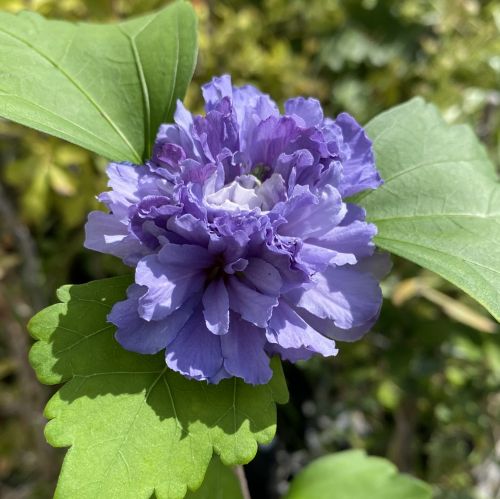 楽天市場】大輪 パープルレース（ペトレア ヴォルビリス）苗 苗木