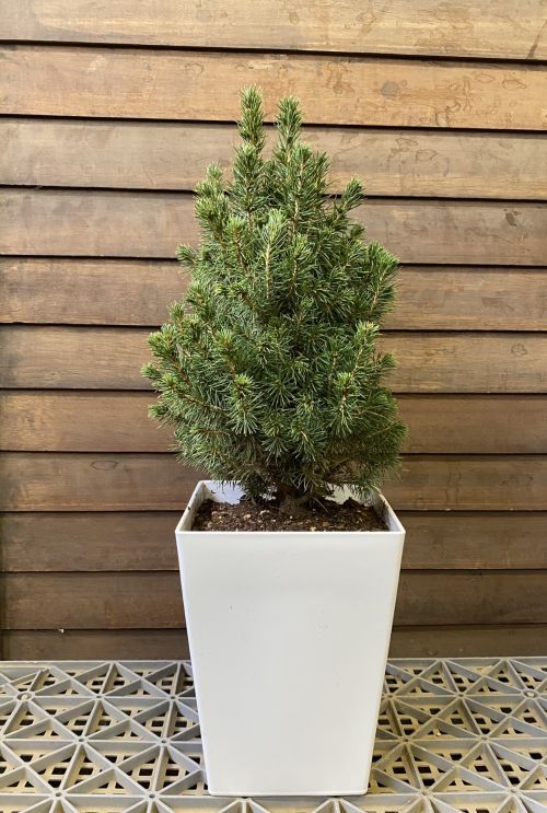 楽天市場】コニカ （カナダトウヒ） 6寸ポット植え ＊クリスマスツリー