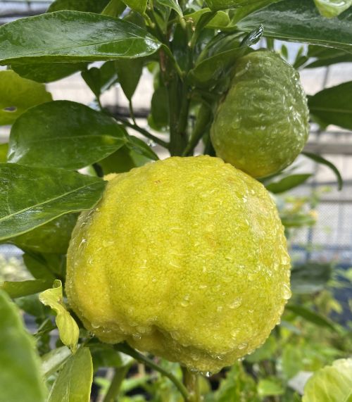 楽天市場】獅子ユズ ししゆず 柚子 苗木 接木苗 接ぎ木 果樹苗 柑橘