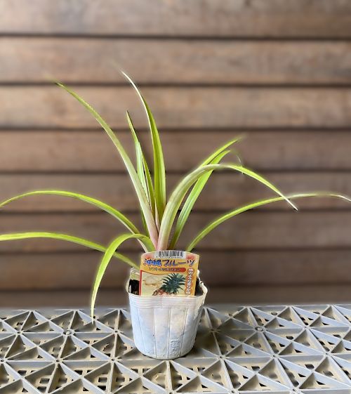 楽天市場】ドリアン《熱帯果樹苗》 : 日本花卉ガーデンセンター annex