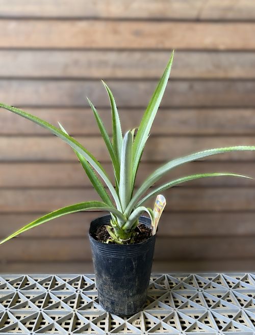 楽天市場】ドリアン《熱帯果樹苗》 : 日本花卉ガーデンセンター annex