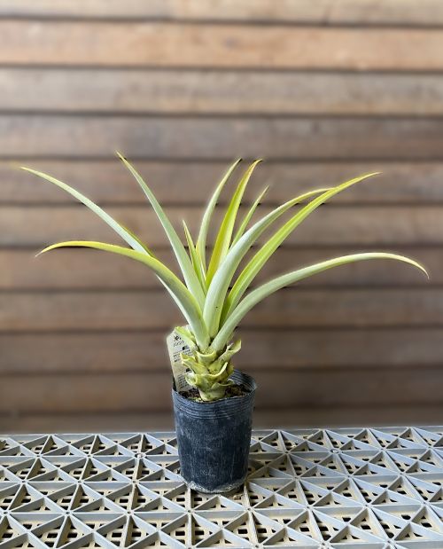 楽天市場】スターアップル《熱帯果樹苗》 : 日本花卉ガーデンセンター