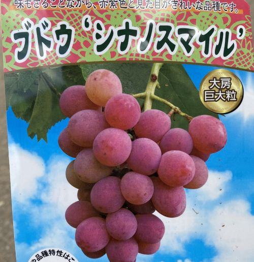 楽天市場】ぶどう 苗木 錦野葡萄（斑入り葉野葡萄）ノブドウ《果樹苗