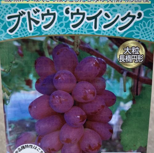楽天市場】予約販売 ぶどう 苗 キタサキレッド 10.5cmポット 葡萄