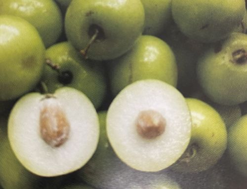 楽天市場】なつめ 苗木 【インドナツメ】 2年生 接ぎ木 ポット苗 蜜棗