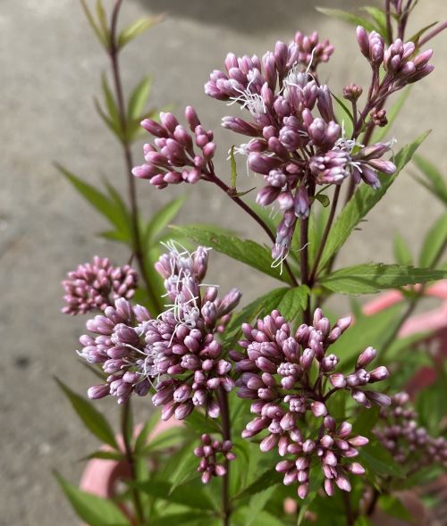 楽天市場】フジバカマ苗 赤白ミックス 3.5号苗(k03) : 千草園芸