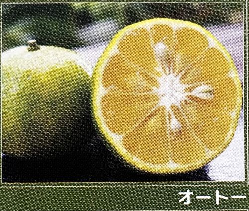 沖縄柑橘　オートー　苗木　《果樹苗》　柑橘苗　接木　苗　みかん