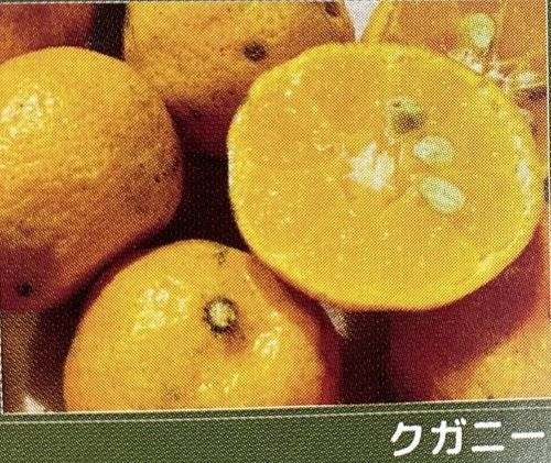 楽天市場】沖縄柑橘 タルガヨー 苗木 《果樹苗》 柑橘苗 接木 苗