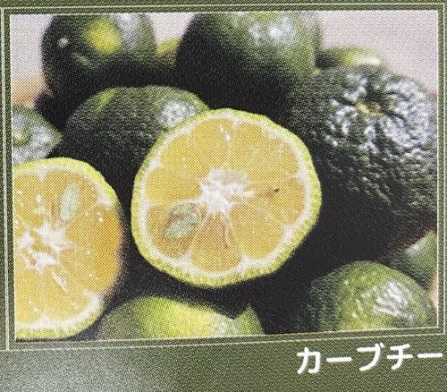 楽天市場】沖縄柑橘 タルガヨー 苗木 《果樹苗》 柑橘苗 接木 苗