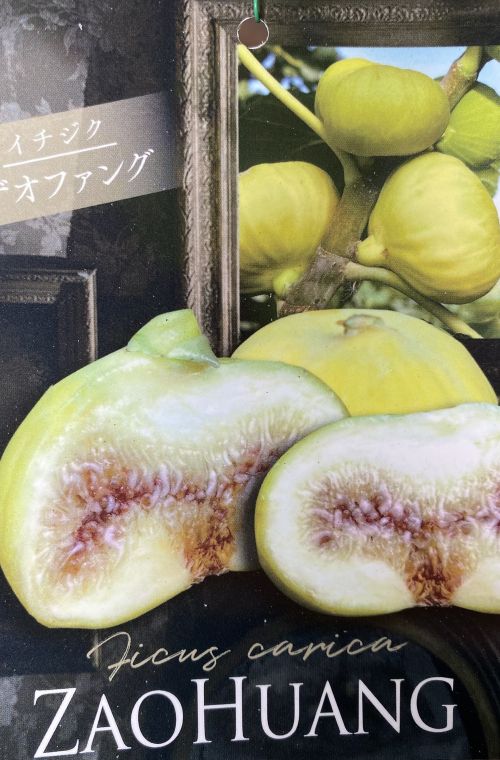 楽天市場】雲竜ヘーゼルナッツ レッドマジェスティック 苗 苗木 6寸