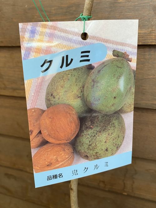 楽天市場】胡桃 くるみ 苗木 姫クルミ《果樹苗》苗 姫グルミ