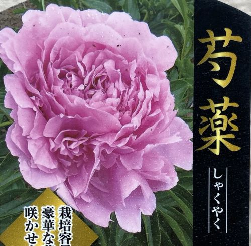 ミスエックハルト　ピオニー　シャクヤク　芍薬　ポット苗ごと　01〜07 ミスエックハルト ピオニー シャクヤク 芍薬 ポット苗ごと 01〜07