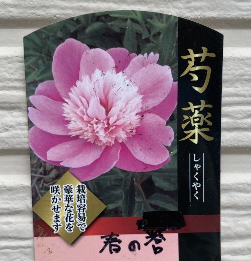 楽天市場】芍薬 【ニッポンビューティー】 4号ポット苗 : 苗木部 by