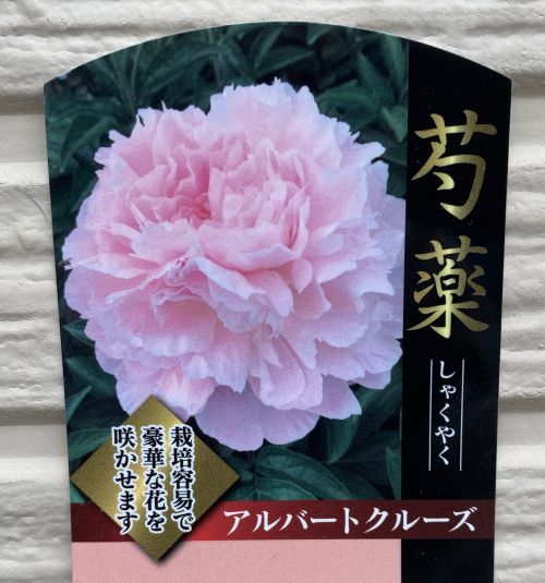 ミスエックハルト　ピオニー　シャクヤク　芍薬　ポット苗ごと　01〜07 楽天市場】予約販売 芍薬 苗 ミス エックハルト 15cmポット シャクヤク