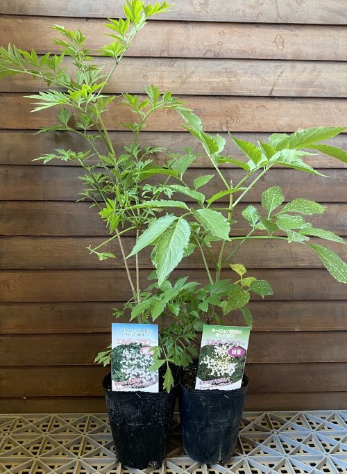 楽天市場】クスノキ（楠木） 楠の木 苗 苗木 庭木 : 日本花卉ガーデン