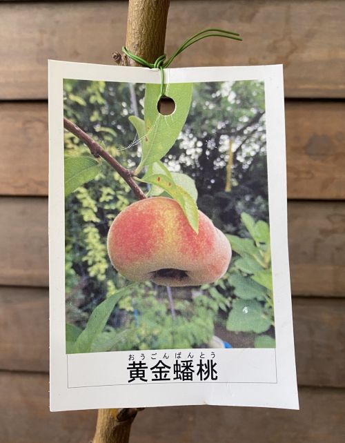 楽天市場】桃 苗木 【黄金桃】 黄桃 2年生接木苗 7号ロングスリット