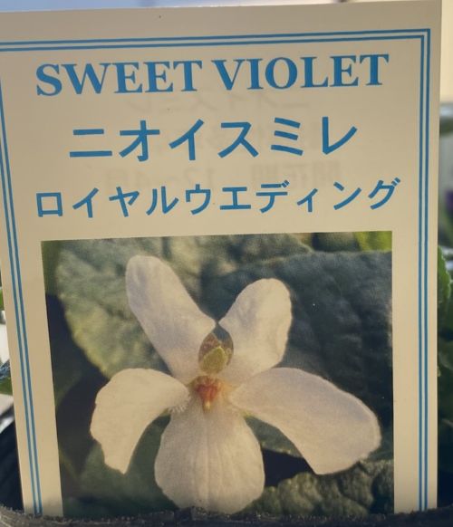 楽天市場】日本スミレ（ニホンスミレ）純愛 3号苗(J3-8) : 千草園芸