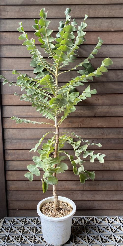 ③超希少イタヤカエデ「名栗錦」接木大苗 5号鉢 ②超希少イタヤカエデ「名栗錦」接木大苗 5号鉢全長100cm - メルカリ