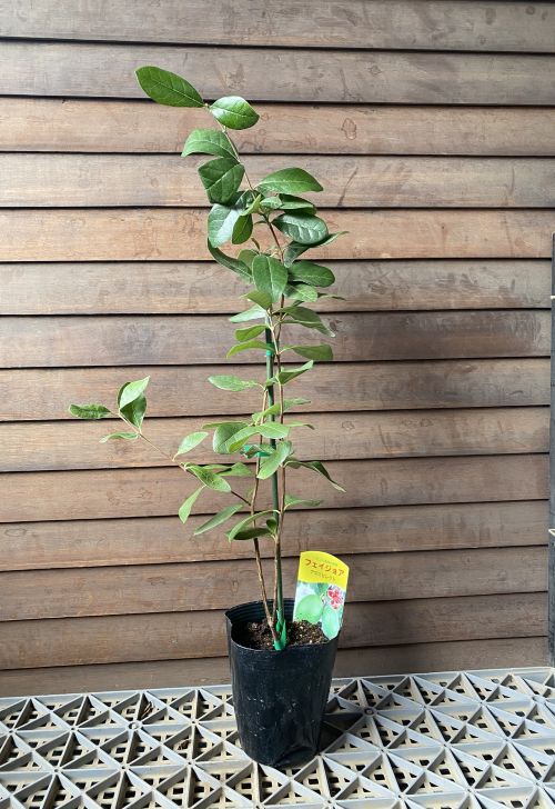 楽天市場】フェイジョア 苗 【アポロセレクト 】 1年生 挿し木 苗