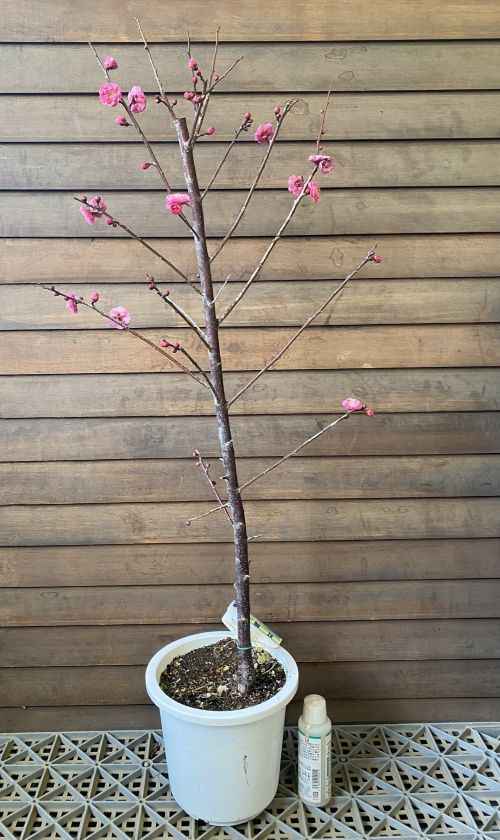 【６寸鉢植え】八重寒紅梅 花梅 苗木 やえかんこうばい ヤエカンコウバイ 【庭木 花木 花梅 はなうめ ハナウメ】