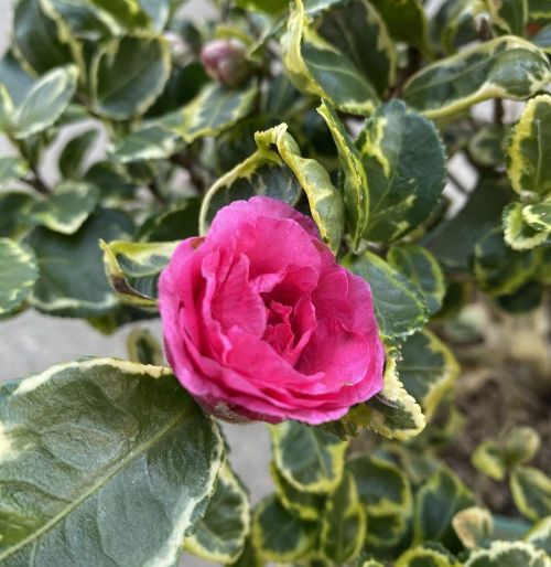 大株 寒椿 三光斑 椿 苗 若木 7寸鉢植え 庭木 【花木庭木・山茶花・サザンカ・さざんか】