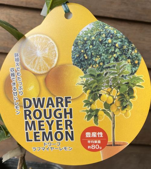 楽天市場】レモン 苗木 香水レモン（パキスタンレモン）《果樹苗