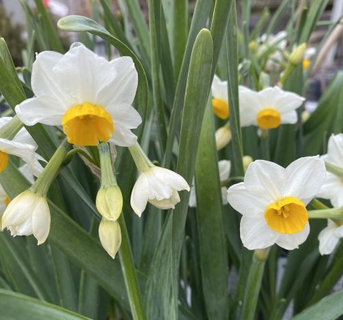 楽天市場】水仙 白 八重咲き 【2球植え】 6号ポット フレグラー21型