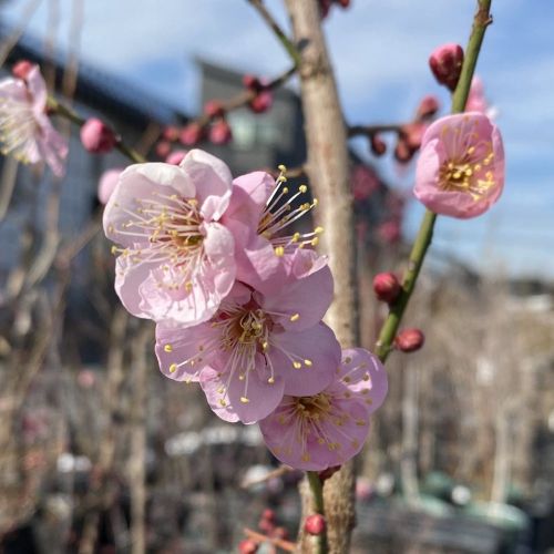 楽天市場】雲竜梅雲龍梅苗2022年2月〜3月に開花します 運気上昇樹