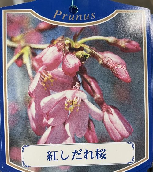 桜 苗木 紅枝垂れ桜 苗木 苗 ベニシダレザクラ 一重紅枝垂れ桜 【庭木花木・桜・サクラ・さくら】