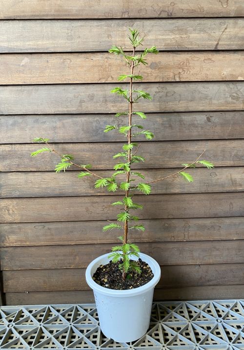 化石樹木 　メタセコイア（メタセコイヤ）　５寸鉢植え