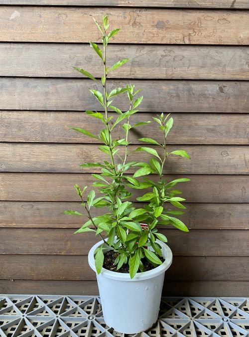 千成クコ 　苗　苗木　（鈴なりクコ）センナリクコ《果樹苗》5寸鉢植え　ゴジベリー （薬膳料理に欠かせない枸杞の実）　千成りクコ