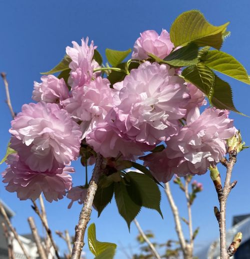 ６寸鉢植え　桜　苗木　紅華桜 桜 苗木 コウカザクラ こうかざくら　　苗木　苗　 【庭木 花木 桜 サクラ さくら】