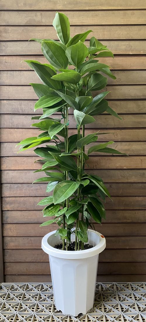シナモン（ニッキ）8号鉢　セイロンニッケイ《熱帯果樹苗》＊樹高100センチ程度　＊4～５本植えですが、長く伸びた主幹は切って出荷する場合があります