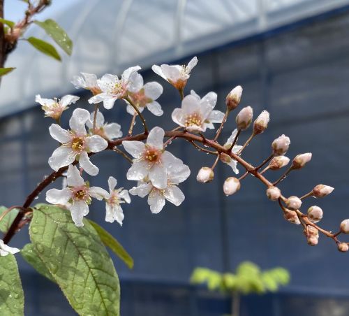 大株　桜　苗木　赤花エゾウワミズザクラ（赤花蝦夷上溝桜）エゾロゼア　６寸鉢植え　【庭木花木・桜・サクラ・さくら】｜日本花卉ガーデンセンター　annex