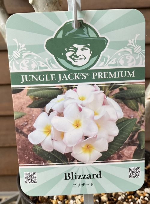 蕾付き添い人！ インドソケイ（吹雪）5号鉢植え 苗  【熱帯草木・トロピカルフラワー・ハワイアンフラワー・プルメリア】